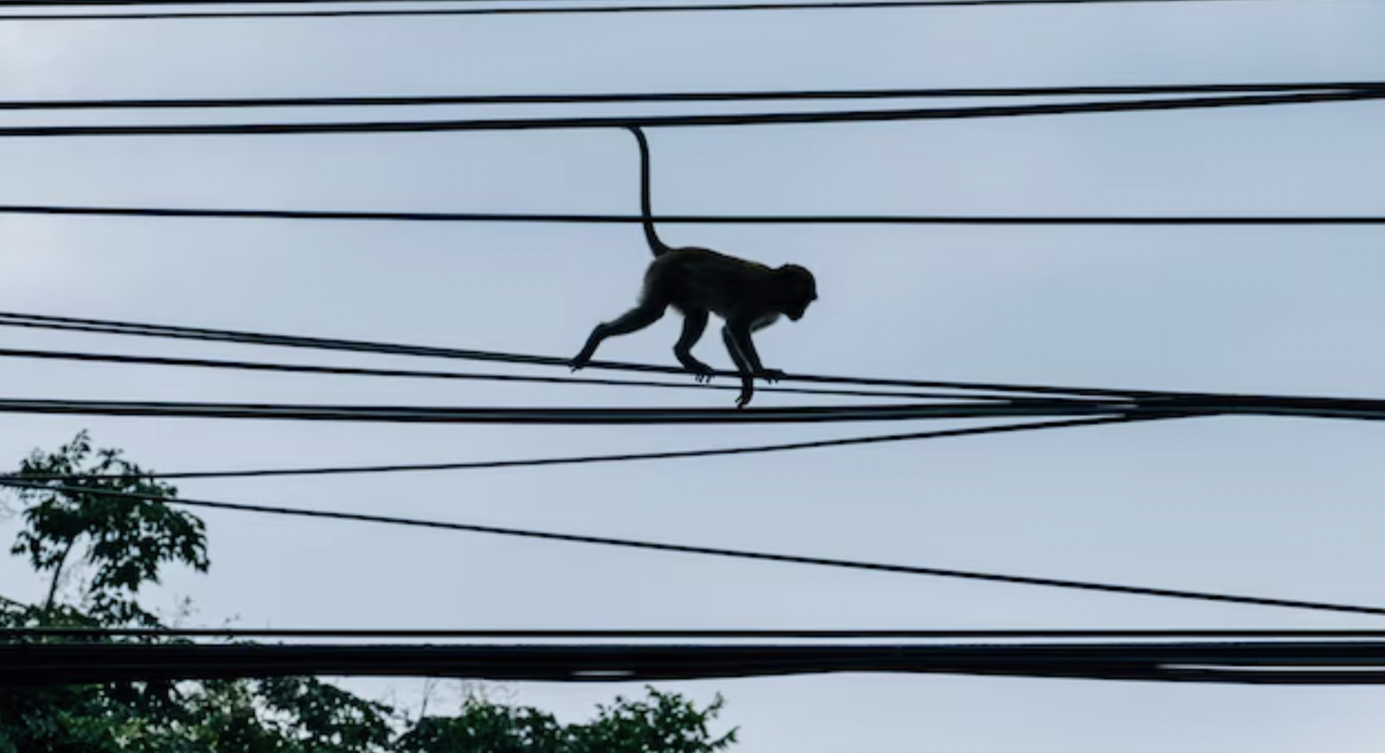 30 Pics Showing The Unstoppable Monkeyfication of Our Cities 